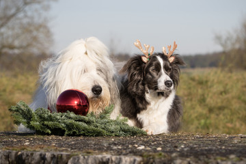 Naklejka na ściany i meble Weihnachten mit Hund