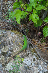 green lizard close-up on granite stone