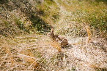 Grey rabbit sits in the grass