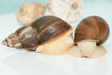 Giant snail Achatina is the largest land mollusk on Earth