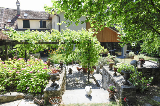 Cour int&eacute;rieur et jardin d'une ancienne maison vigneronne avec vignes et poules se baladant librement sur la terrasse au milieu de la v&eacute;g&eacute;tation 