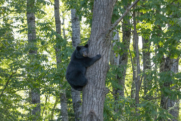 cub climbing 2
