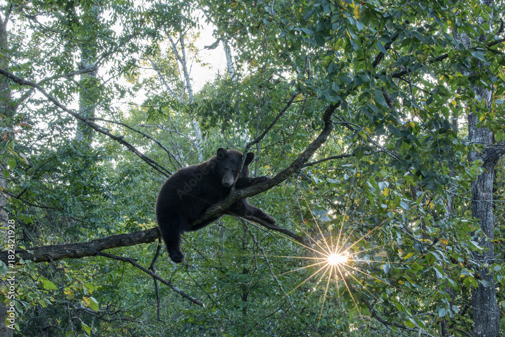 Wall mural bar cub in tree