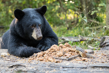 bear sharing dinner