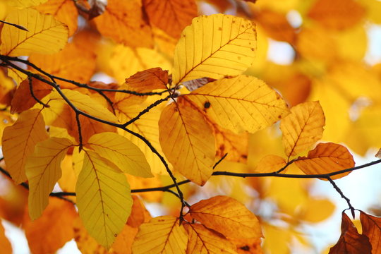 Bright orange copper beach  (Fagus sylvatica Purpurea) leaves on branches foliage. Fall nature background in warm coloures.