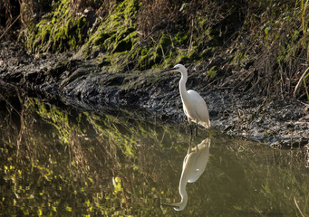 Egretta Garzetta in acqua di stagno 