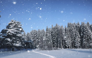 magic pine forest in winter season in snow
