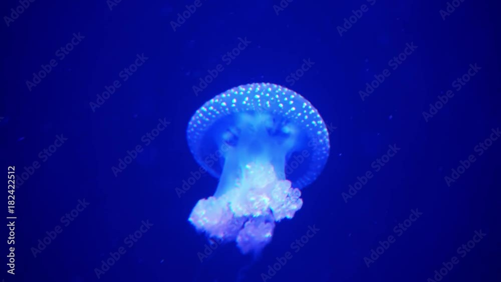 Sticker Blue Moon Jellyfish (Aurelia Aurita or Saucer Jelly) Swimming In Ocean - Stickers