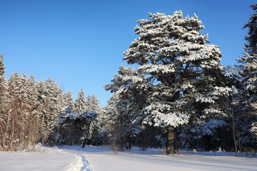 pine forest after a heavy snow storm on sunny winter day
