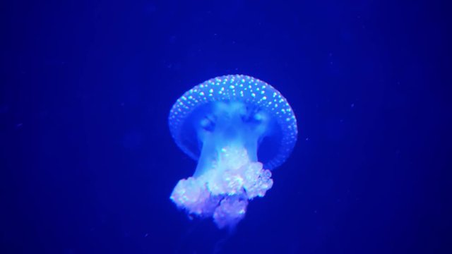 Blue Moon Jellyfish (Aurelia Aurita or Saucer Jelly) Swimming In Ocean