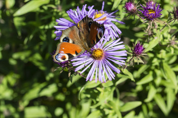 Butterfly butterfly peacocks eye on violet blossom.