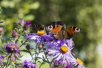 Butterfly butterfly peacocks eye on violet blossom.