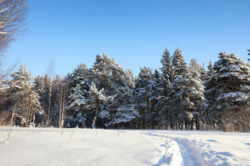 pine forest after a heavy snow storm on sunny winter day