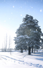 magic pine forest in winter season in snow