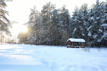 pine forest after a heavy snow storm on sunny winter day
