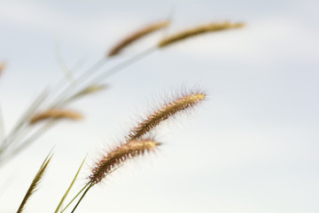 Mission Grass on sky background.