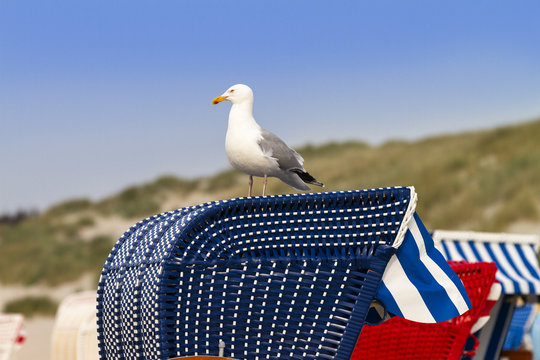 Herring Gull, Larus argentatus, North Sea, Germany, Europe
