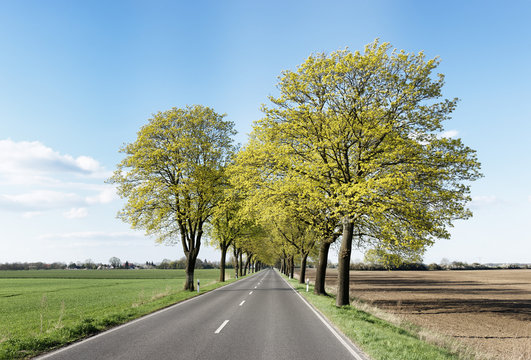 Tree-lined road near Rathstock, between Frankfurt/Oder and Kuestrin, Maerkisch-Oderland, Brandenburg, Germany