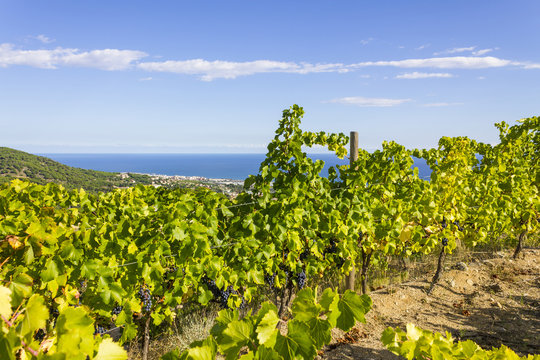 Vineyards Alella