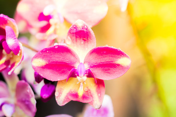 Orchid flower in garden