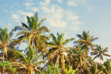Beautiful Tropical Coconut Palm Trees on a Sky Background.