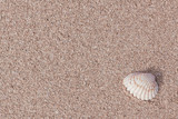 Seashell on Yellow Beach Sand.