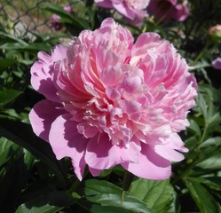 Peony