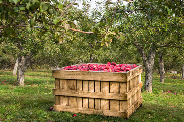 Apple Farm, a box full of apples. - 182424929