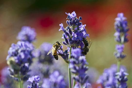 Honeybee on lavender blossom, Freiburg im Breisgau, Black Forest, Baden-Wuerttemberg, Germany