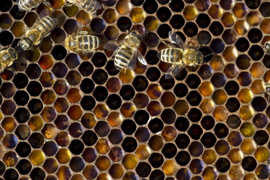 Honey bees on honeycomb