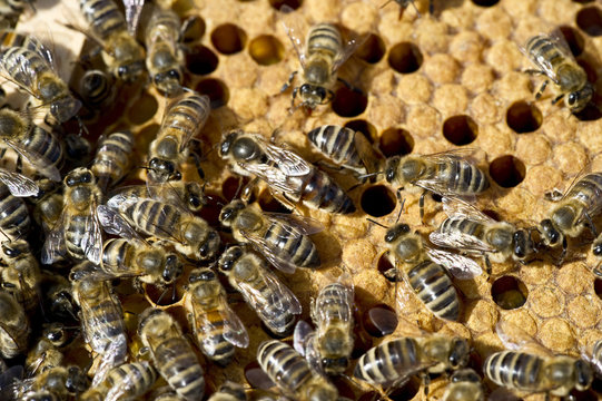 Honey bees on honeycomb