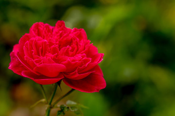 red rose in garden