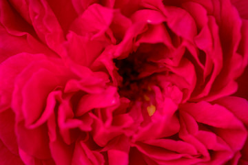 red rose in garden