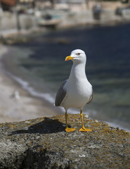 Seagull on focus, close-up view