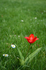 Tulip on a not so freshly mowed lawn with daisies