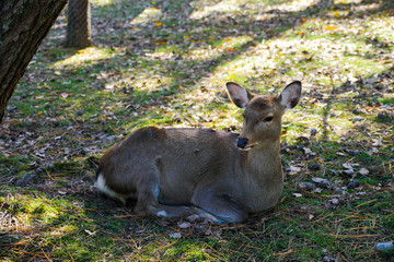 wild deer in nara town