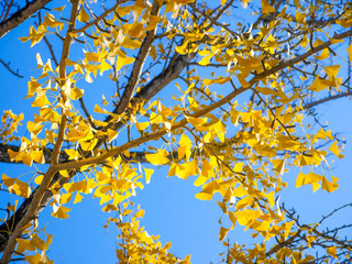 Tree of ginkgo biloba with yellow leaves