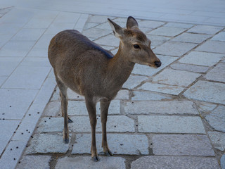 wild deer in nara town