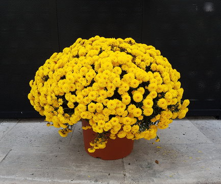  chrysanthèmes