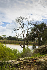 Fototapeta na wymiar Lonely tree in the lake