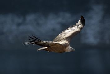 Griffon vulture flying above canyon of Uvac river