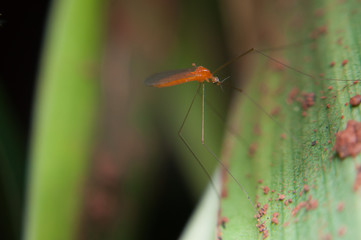 mosquito