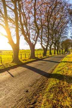 Beautiful rural road with trees and sunlight in Spring, Scotland