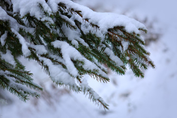 Snow-covered fir tree branch in winter.