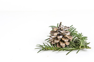 ISOLATED FIR BRANCH WITH PINE CONE ON WHITE BACKGROUND