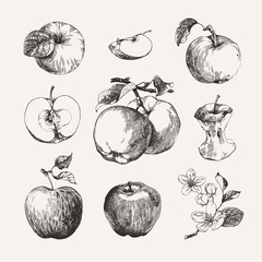 Ink drawn collection of apples - 182427339