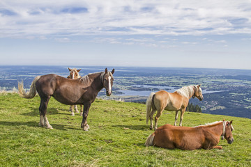 Pferdesommer auf dem Hörnle