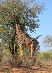 Jirafa en el Parque Nacional Kruger, Sudáfrica