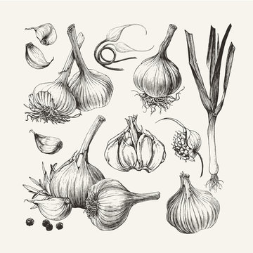 Ink drawn collection of garlic
