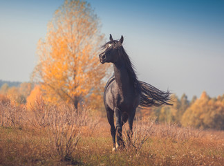 Black Arabian horse runs on the trees and sky background in autumn